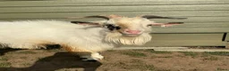 Goats livestock for sale: Two 1-Year-Old White Male Pygmy Goats - Advert 1