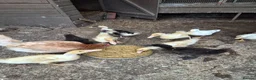 Mixed Breed poultry for sale: 4 white ducklings for sale £15 each  in Manchester - Advert 4