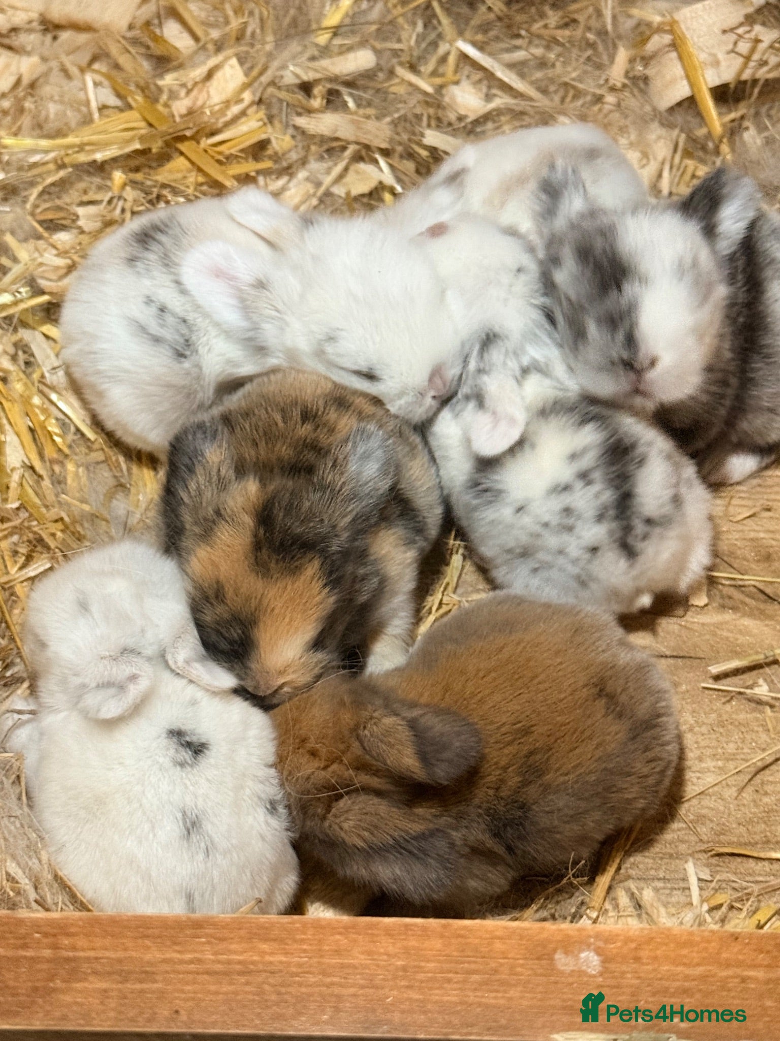 Netherland Dwarf rabbits Beautiful Neverland Dwarf Pure Breeds & mini lops - Advert 2