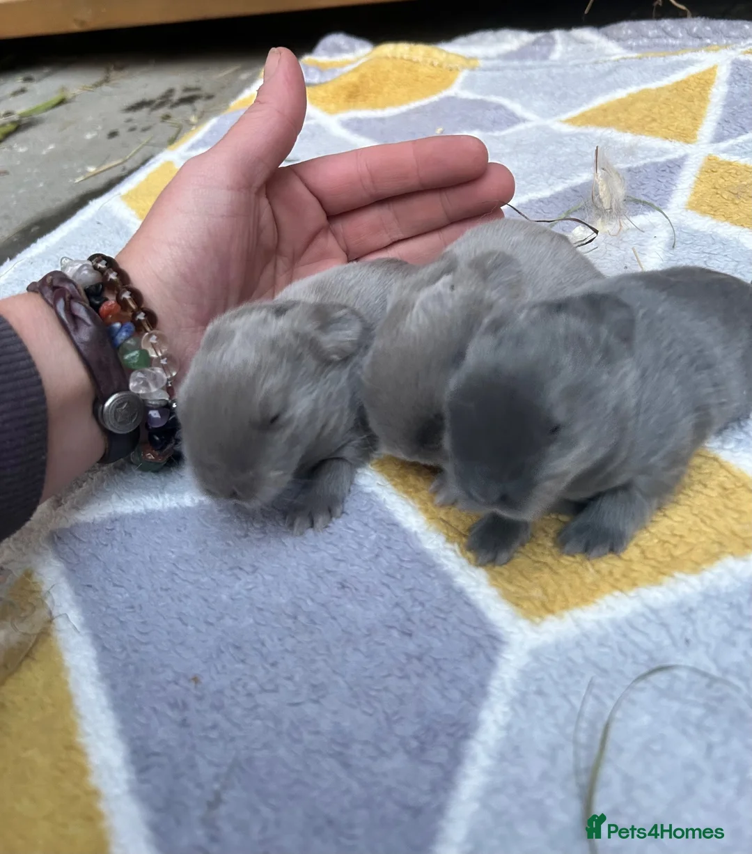 Mixed Breed rabbits for sale: Lionhead cross holland lop READY 28th November  - Advert 1