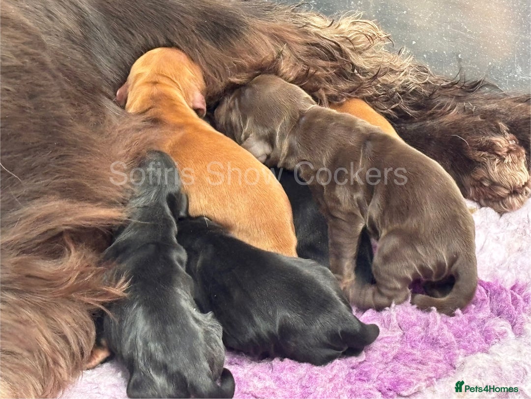 Cocker Spaniel dogs for sale: Waiting list for show litter due 27th sept - Image 10