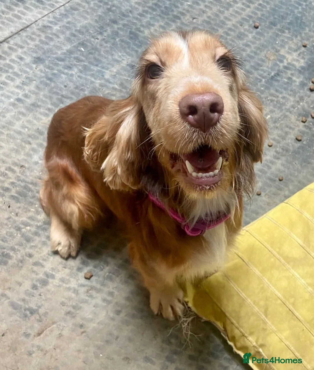 Cocker Spaniel dogs for sale: Gorgeous Sable Show cocker spaniel pups  - Advert 2