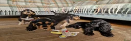 Cocker Spaniel dogs for sale: Beautiful Show Cocker Spaniel Puppies  - Advert 23