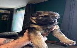 German Shepherd dogs for sale: German Shepherd Litter - Image 6