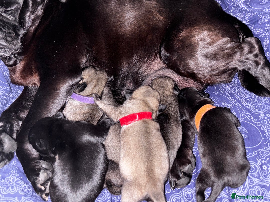 Pug dogs for sale: Puppies - Image 28