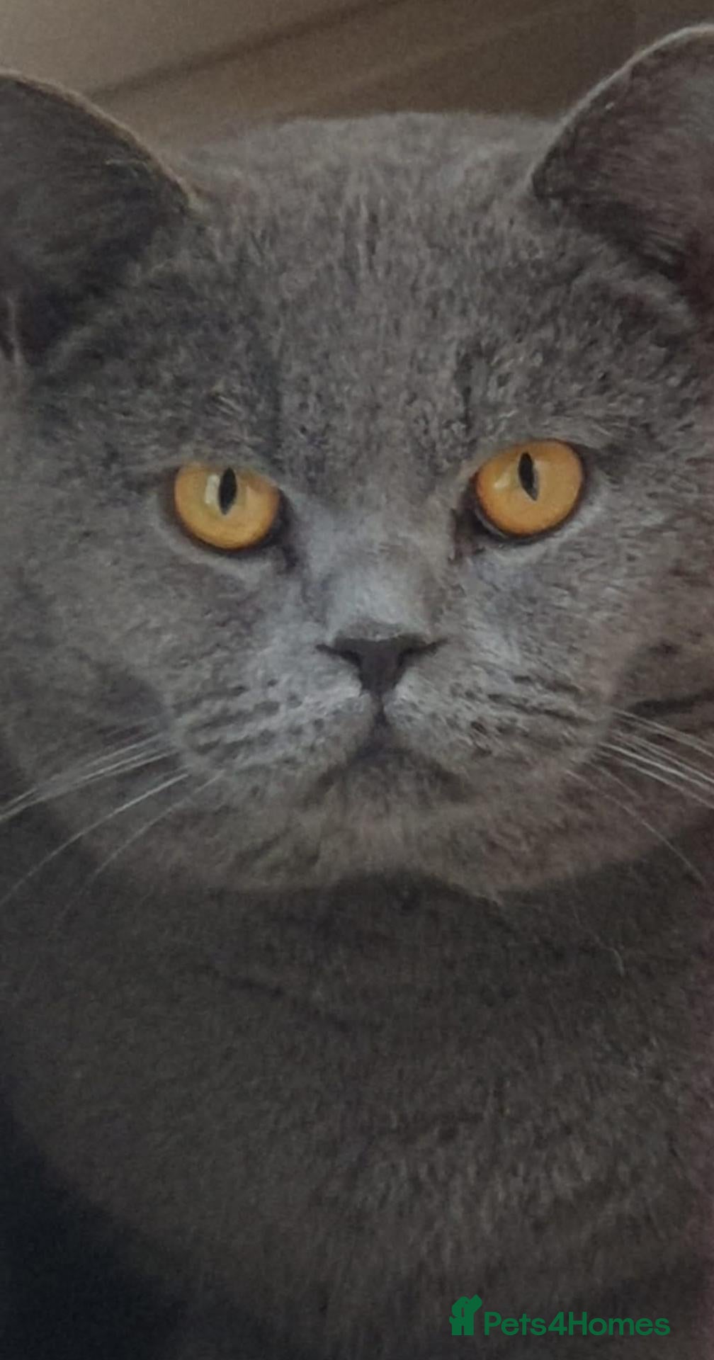 British Shorthair cats Neutered Blue Boy - Advert 17