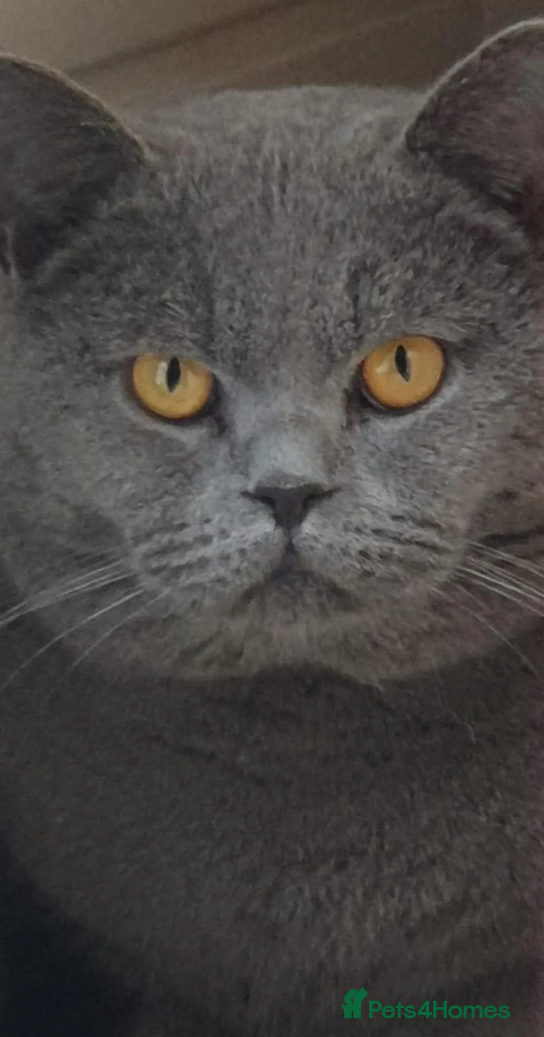 British Shorthair cats for sale: Neutered Blue Boy - Advert 1