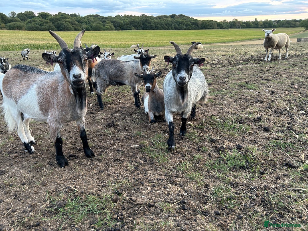 Goats livestock for sale: Beautiful Pygmy goats for sale £100-£200 - Image 1