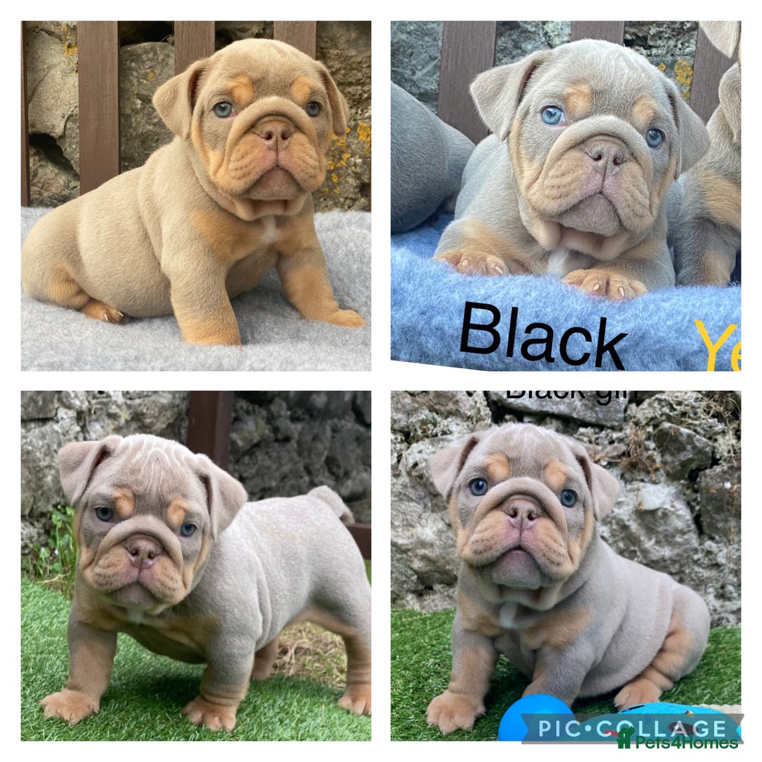English Bulldog dogs for sale: Beautiful KC lilac & tan English bulldog puppies - Image 14
