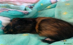 Guinea Pig rodents for sale: 2 male young Guinea pigs - Image 2