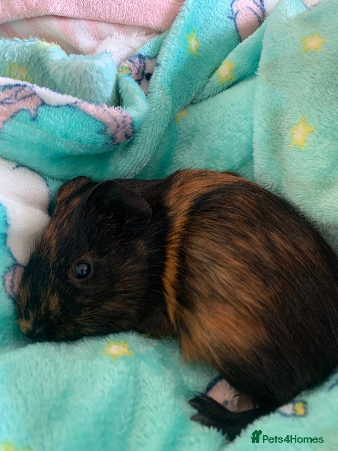 Guinea Pig rodents for sale: 2 male young Guinea pigs - Image 2