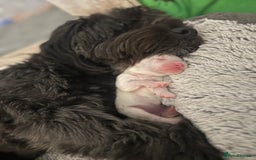 Mixed Breed dogs for sale: Tiboodle Puppies – Toy Poodle x Tibetan Terrier - Image 8