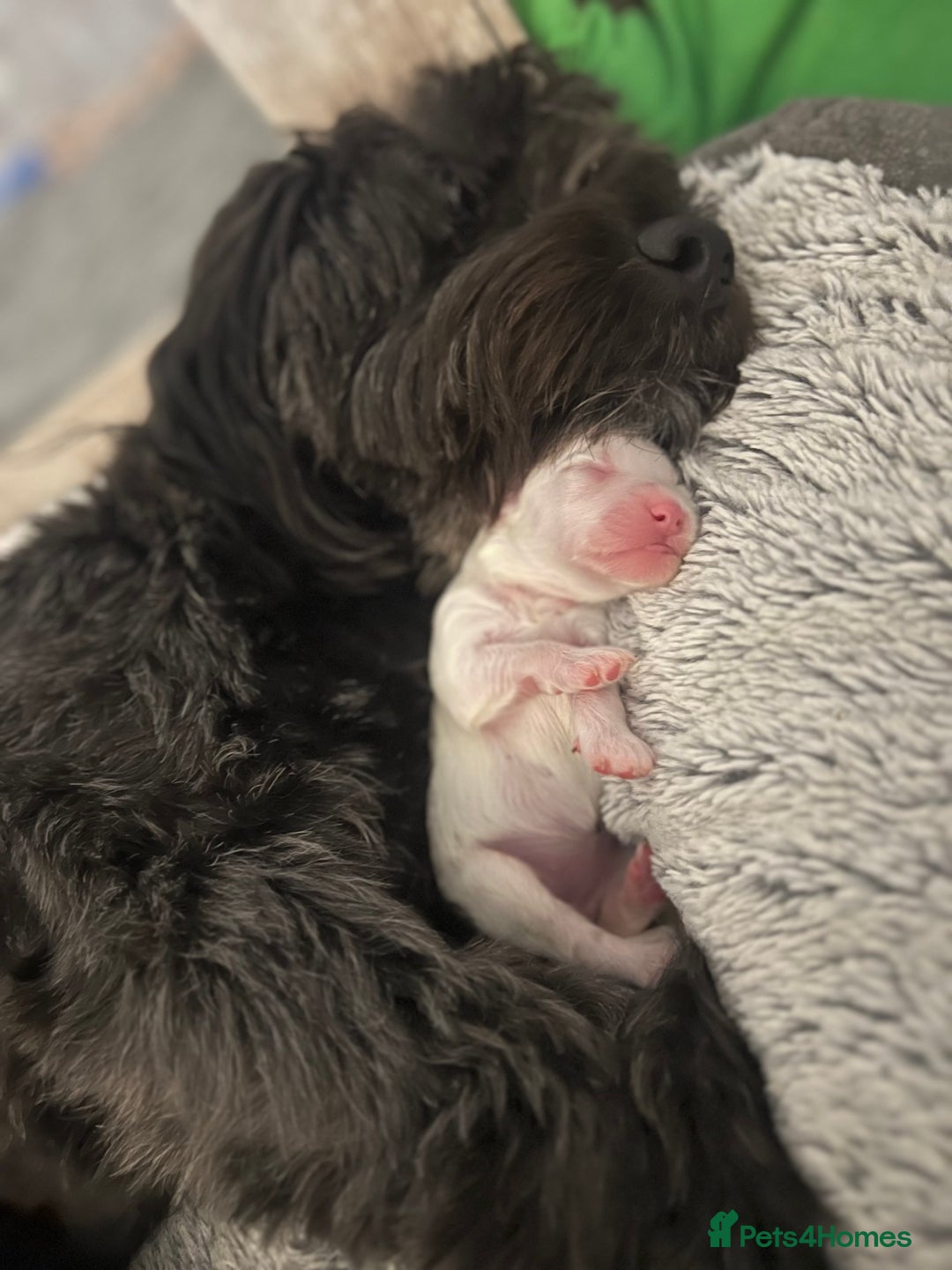 Mixed Breed dogs for sale: Tiboodle Puppies – Toy Poodle x Tibetan Terrier - Image 8