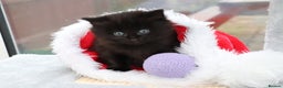 Mixed Breed cats for sale: Adorable Kittens - Advert 19