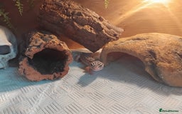 Leopard Gecko reptiles for sale: Lily (Leopard Gecko)  - Image 2