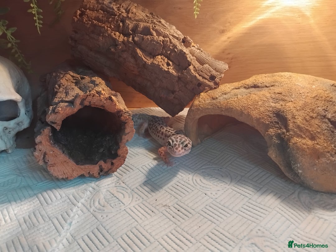 Leopard Gecko reptiles for sale: Lily (Leopard Gecko)  - Image 2