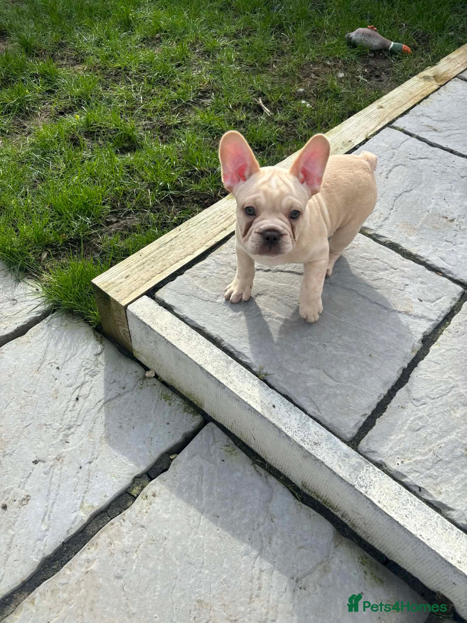 French Bulldog dogs French bulldog puppies  - Advert 16