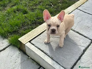 French Bulldog dogs French bulldog puppies - Advert 17