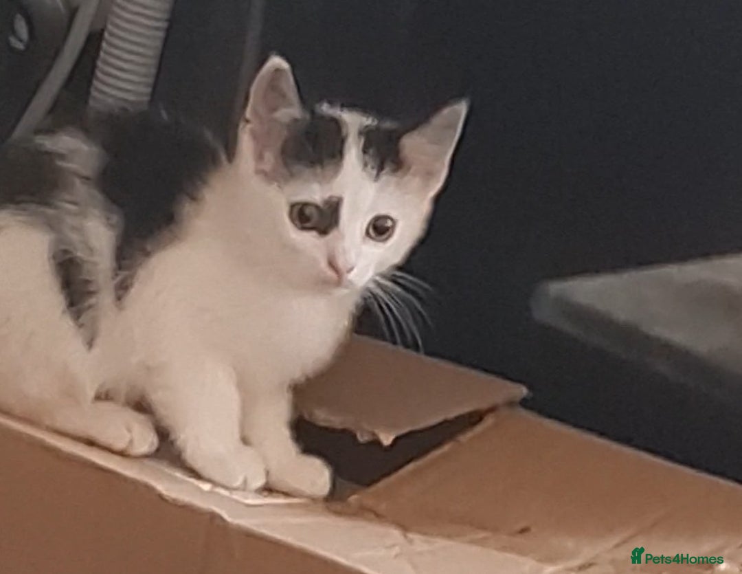 Mixed Breed cats for sale: Cute kittens for sale with goodie bag - Image 12