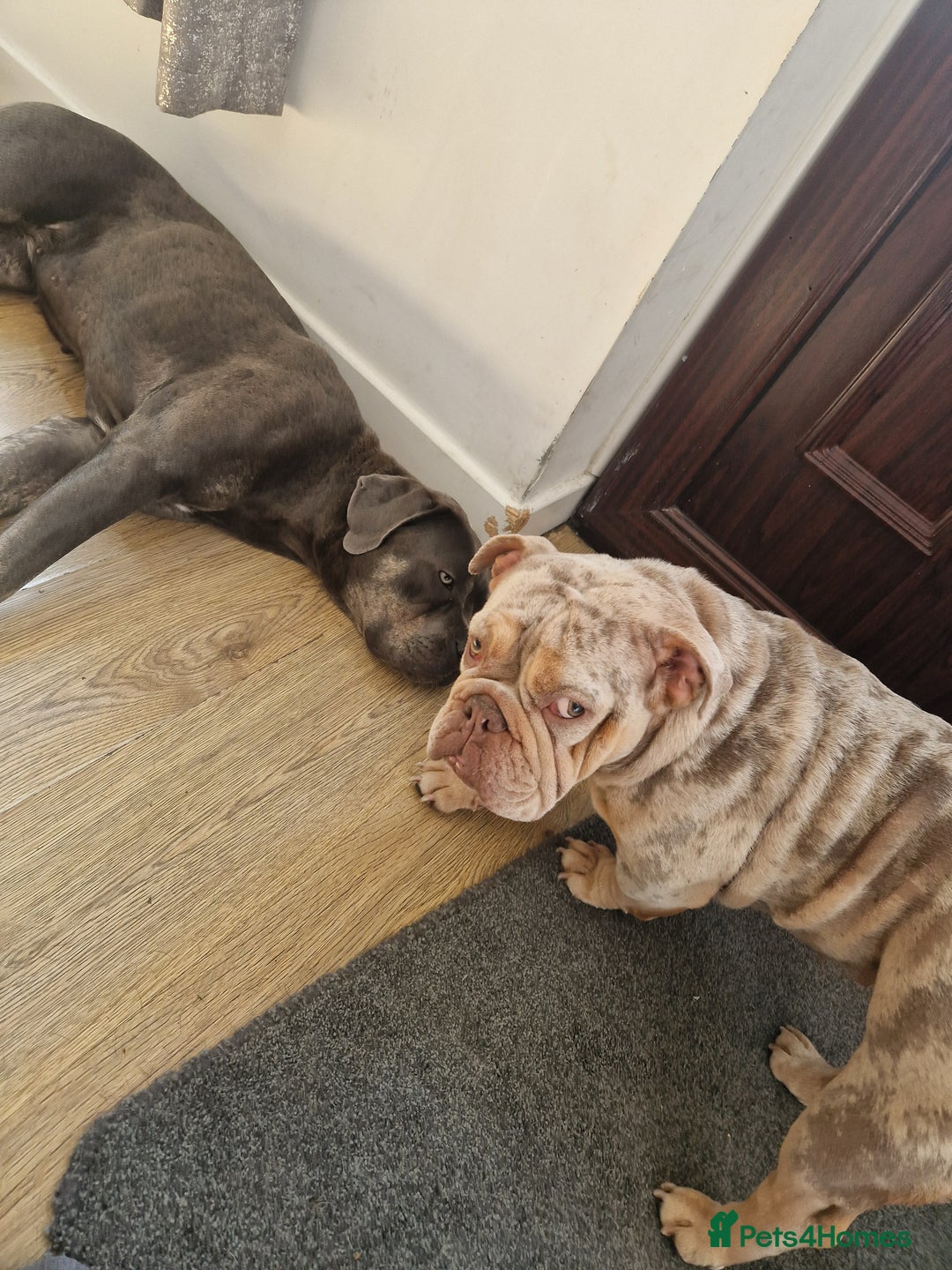 English Bulldog dogs for sale: English bulldog merle  - Advert 1