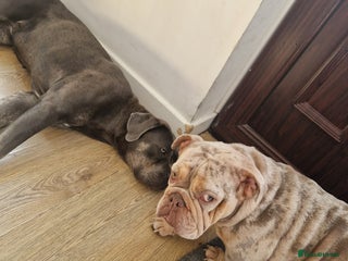 English Bulldog dogs English bulldog merle - Advert 1