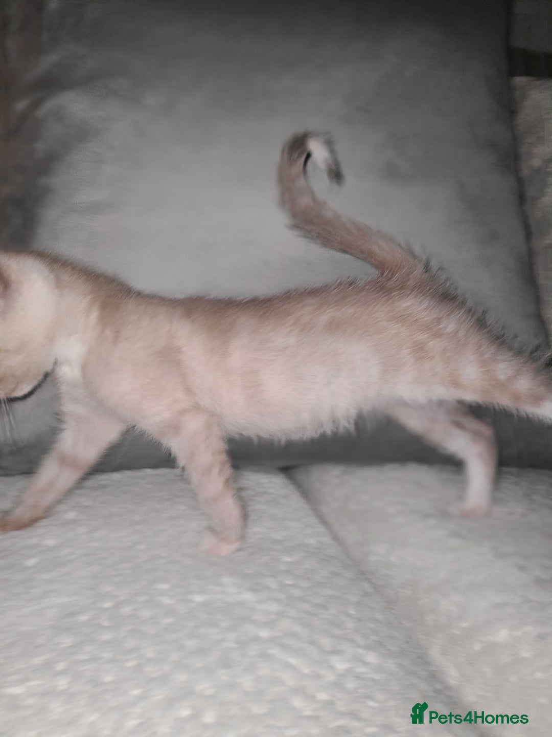 Mixed Breed cats for sale: Beautiful boy kitten available  - Advert 8