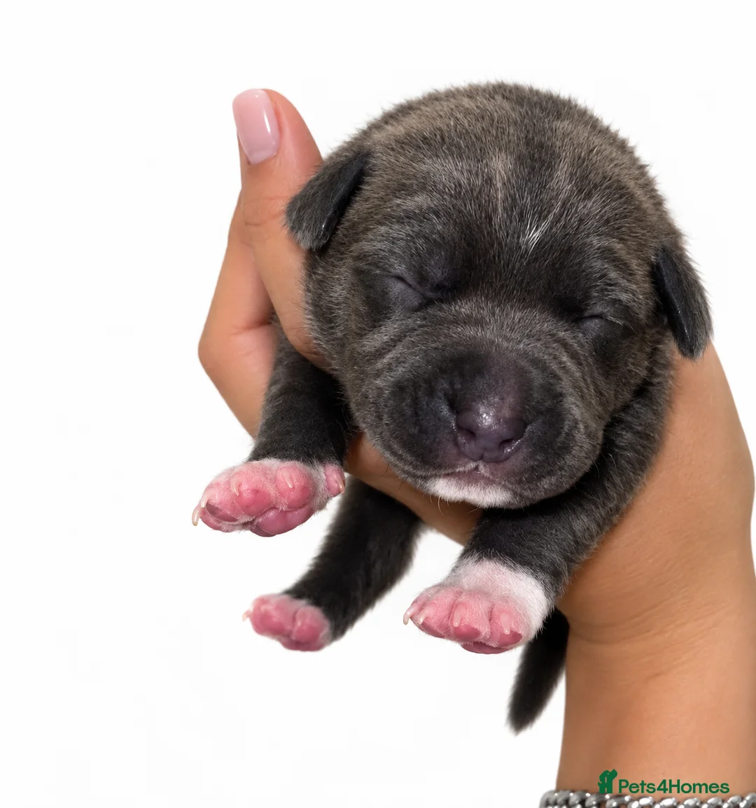 Staffordshire Bull Terrier dogs for sale: KC STAFFORDSHIRE BULL TERRIER PUPPIES - Advert 2