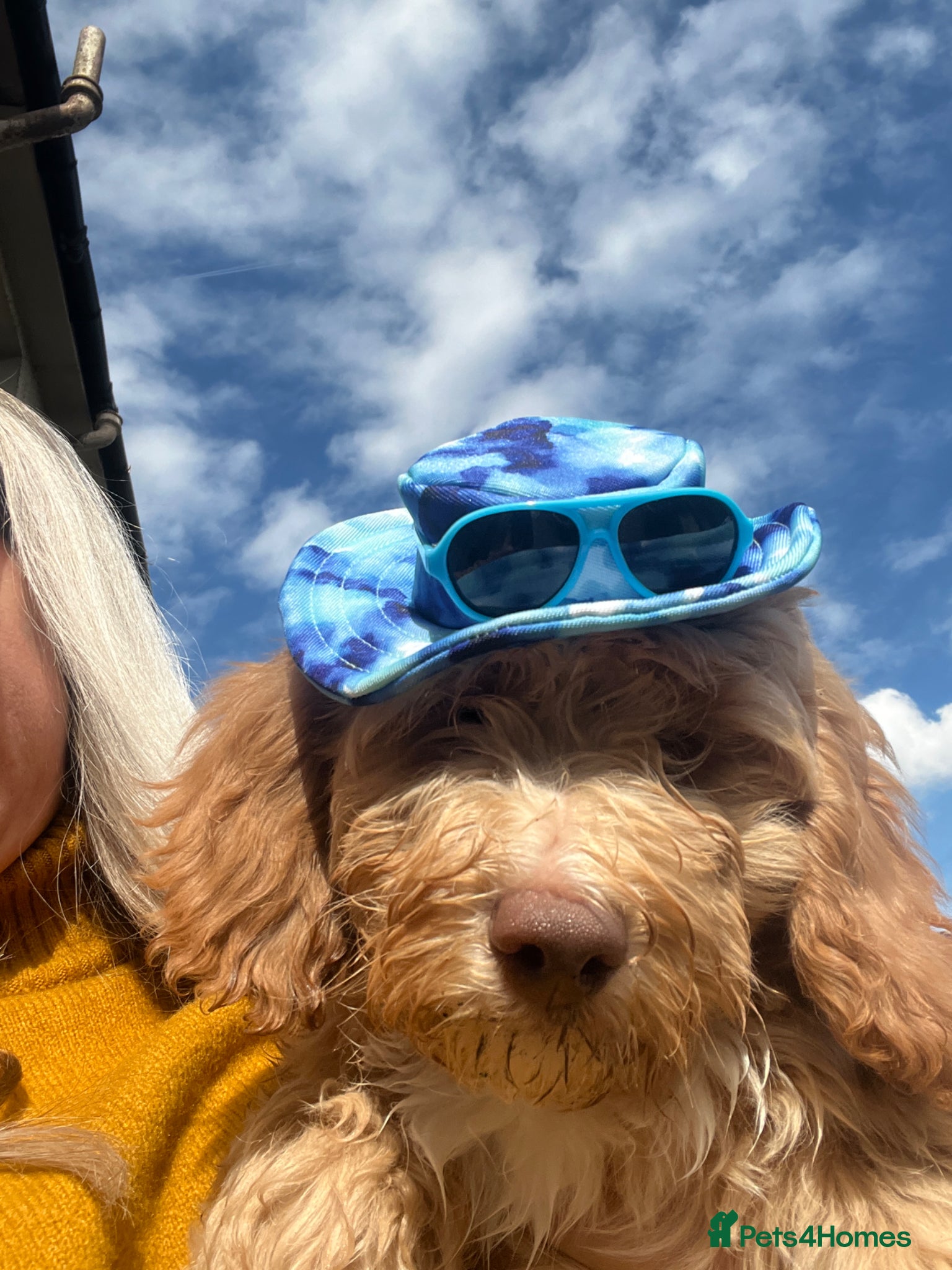 Sproodle dogs Reduced priceDNA tested Sproodle Puppies ready now - Advert 2