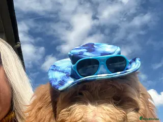 Sproodle dogs Reduced priceDNA tested Sproodle Puppies ready now - Advert 6