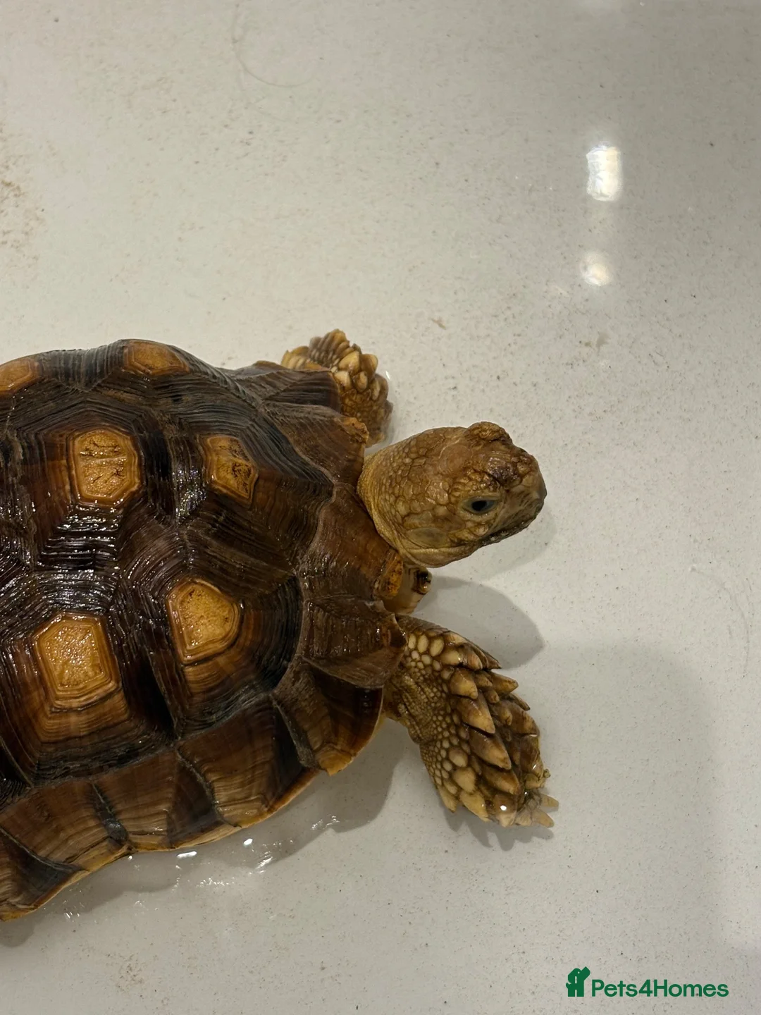 Tortoise reptiles for sale: 2 year old Sulcata tortoise  in Redcar - Advert 2