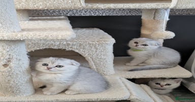 Scottish Fold cats 😻Scottish fold kittens😻 - Advert 7