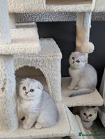 Scottish Fold cats 😻Scottish fold kittens😻 - Advert 7