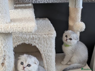Scottish Fold cats 😻Scottish fold kittens😻 - Advert 18
