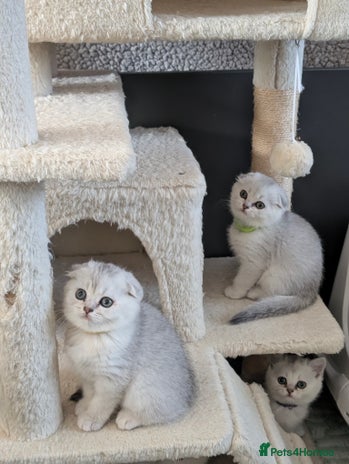 Scottish Fold cats 😻Scottish fold kittens😻 - Advert 11