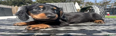 Miniature Dachshund Puppy 1