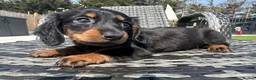 Miniature Dachshund dogs for sale: ✨MINI LONG HAIRED DACHSHUNDS ✨KC ✨ - Advert 11