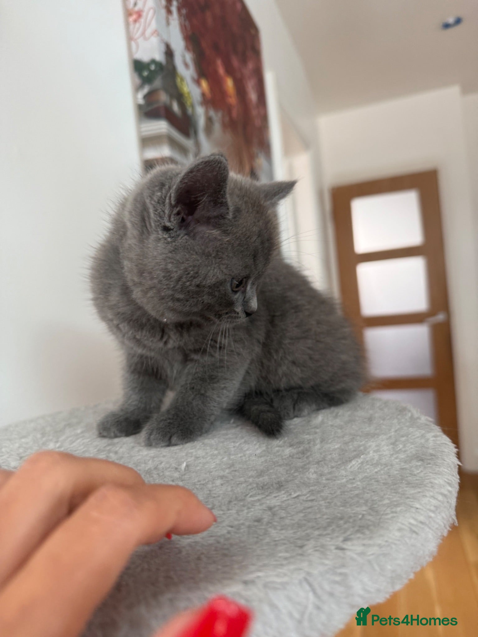 British Shorthair cats 2 British shorthair  - Advert 1