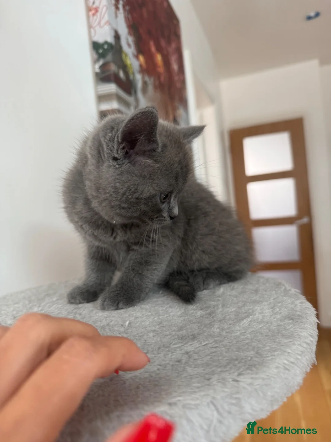British Shorthair cats for sale: 2 British shorthair  in London - Advert 1
