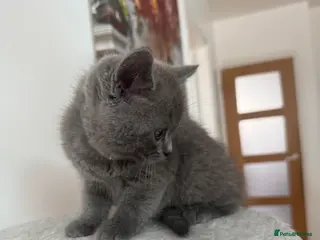 British Shorthair cats 2 British shorthair - Advert 1