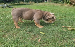 English Bulldog dogs for sale: Lilac and Tan English bulldog  - Image 8