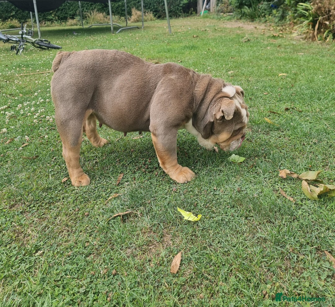 English Bulldog dogs for sale: Lilac and Tan English bulldog  - Image 8