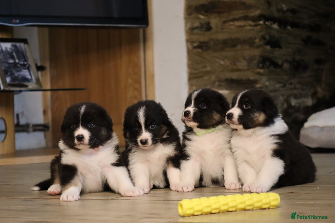 Australian Shepherd dogs for sale: Australian Shepherd Puppies  - Image 3