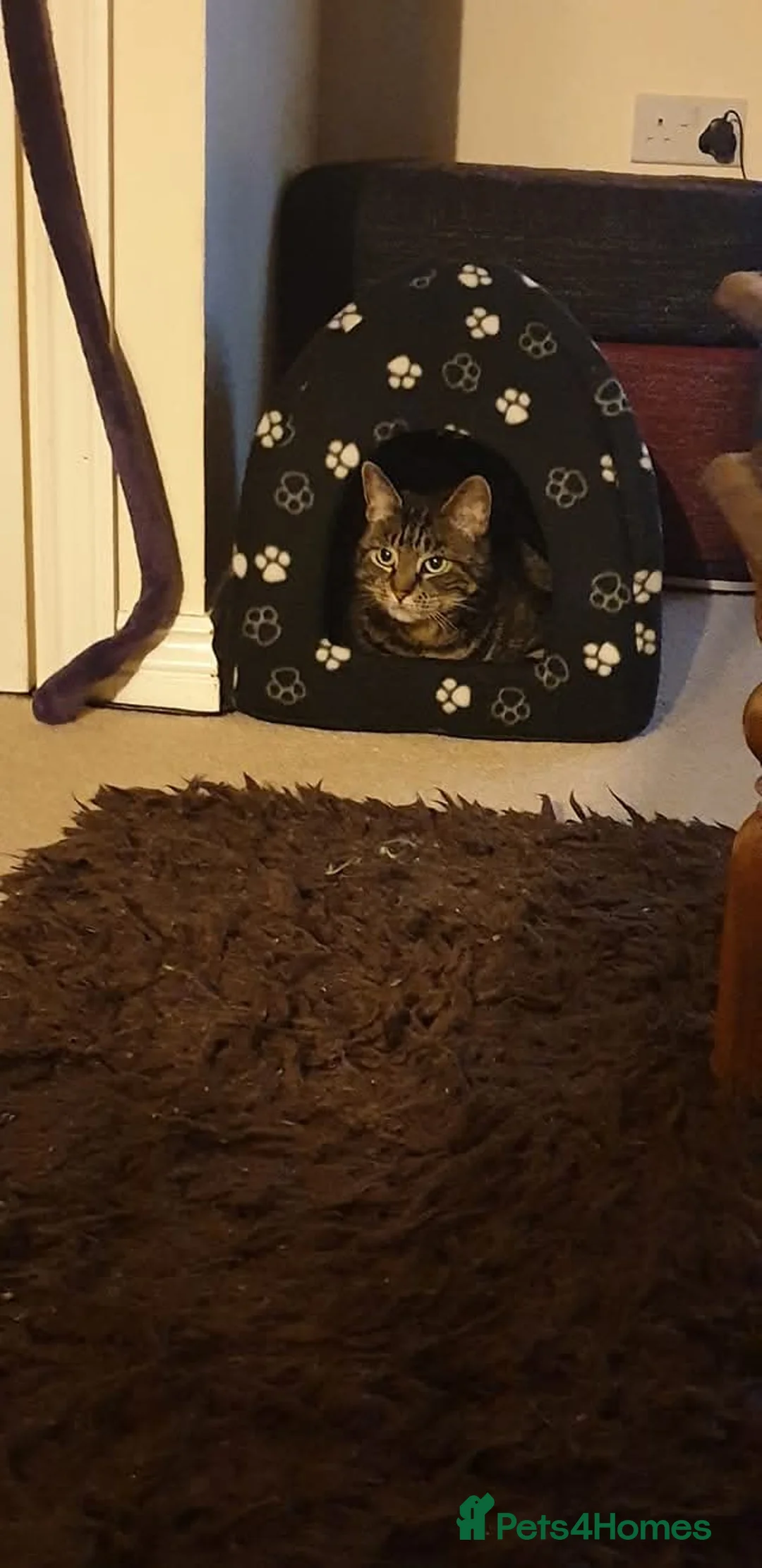 Domestic Shorthair cats for sale:  **  for sale  - Advert 3