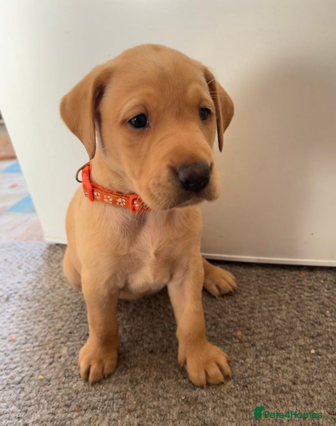 Labrador Retriever dogs for sale: KC Registered Fox Red and Yellow Labrador Puppies  - Advert 21
