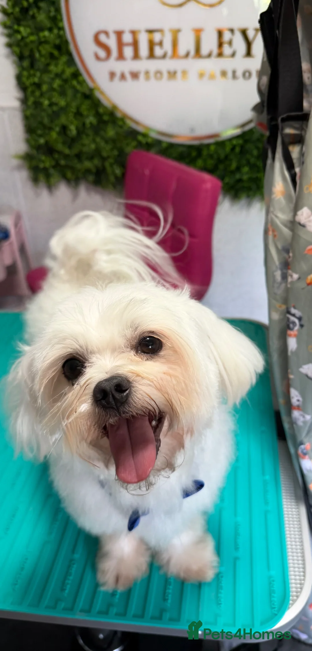 Maltese dogs for stud: Kc registered health tested stud proven - Advert 2