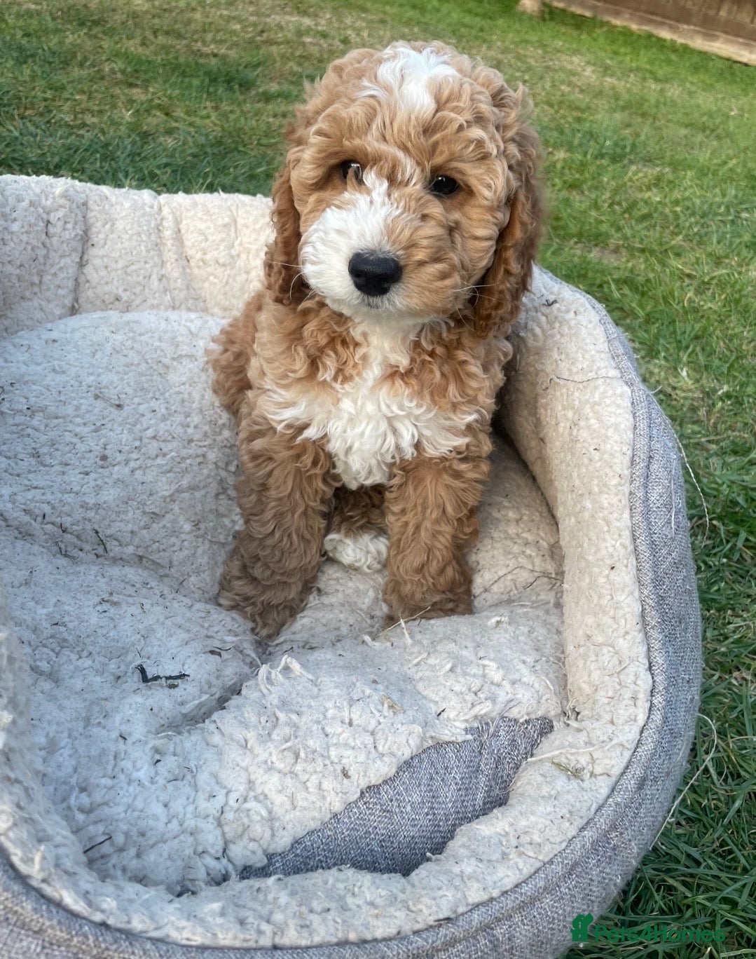 Cockapoo dogs Ready Now! Cockapoo Puppies 🐾 - Advert 2