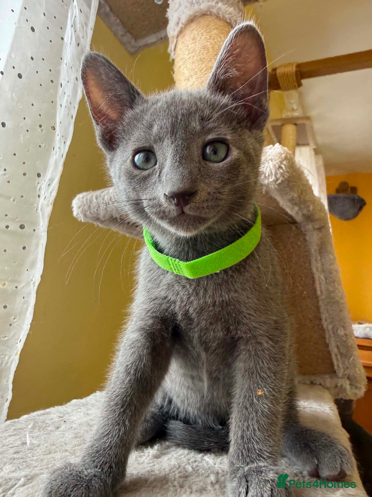 Russian Blue cats TICA REGISTERED Pure Breed Russian Blue Kittens - Advert 2