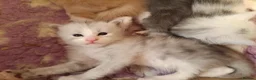 Maine Coon cats for sale: Fully health tested, Tica registered - Advert 7