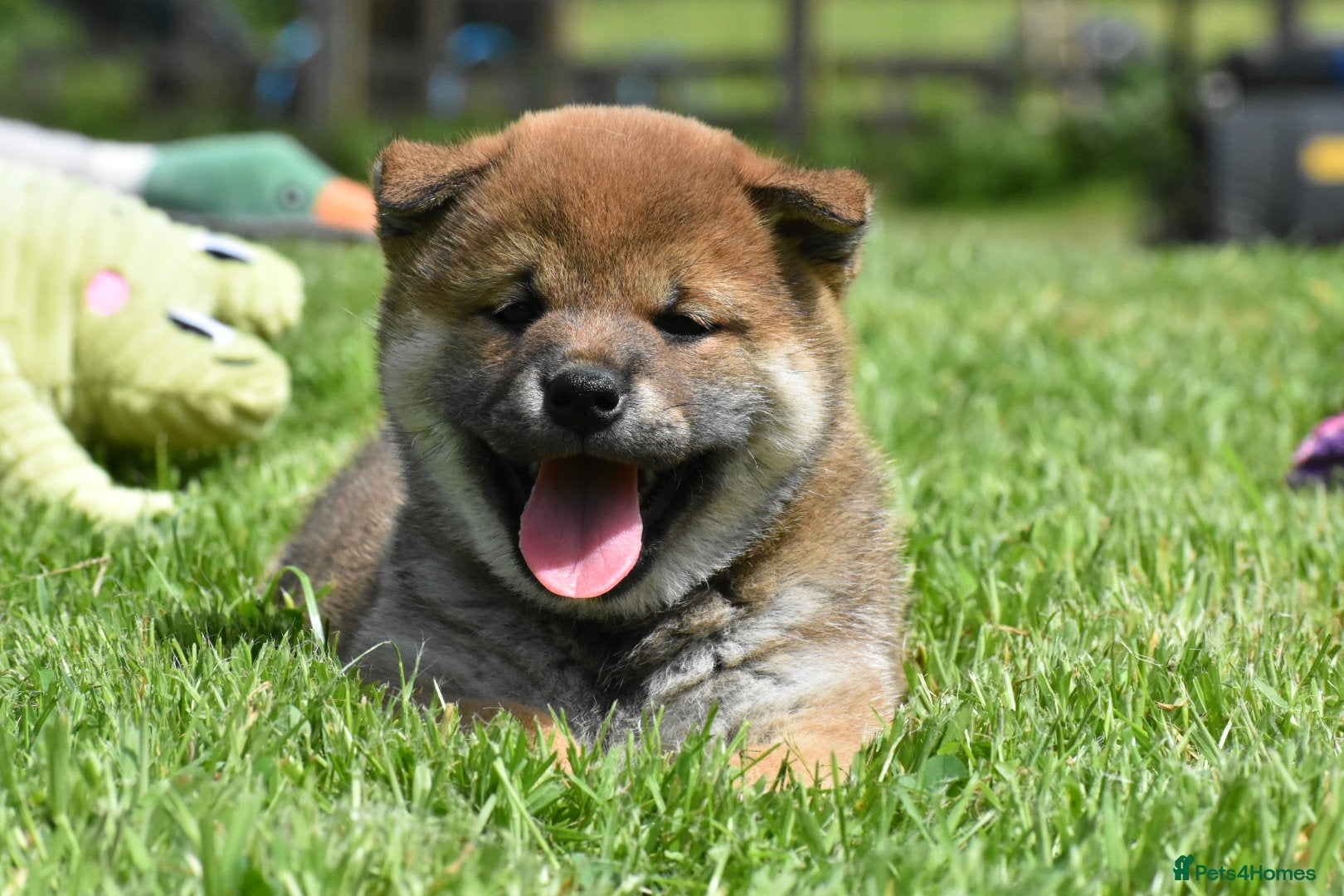 Japanese Shiba Inu dogs Exceptional Japanese Shiba Inu Puppies - Advert 2