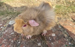 Guinea Pig rodents for sale: Baby Guinea Pigs for sale  - Image 5